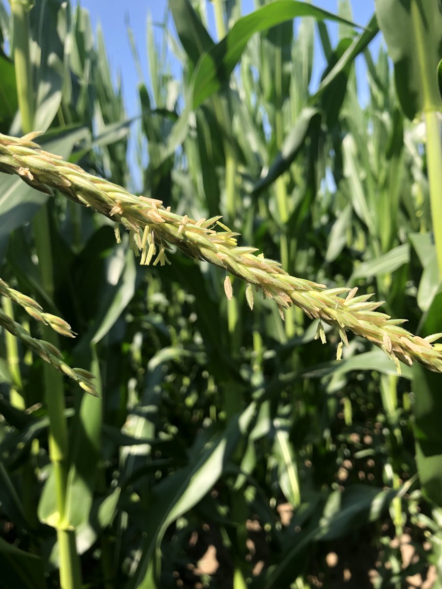 ba_genetics's tweet photo. 20-14VT2P starting to pollinate in north central Indiana #Bagenetics #highyieldcorn #corn #edgeupsystem https://t.co/1mfQBSYETy