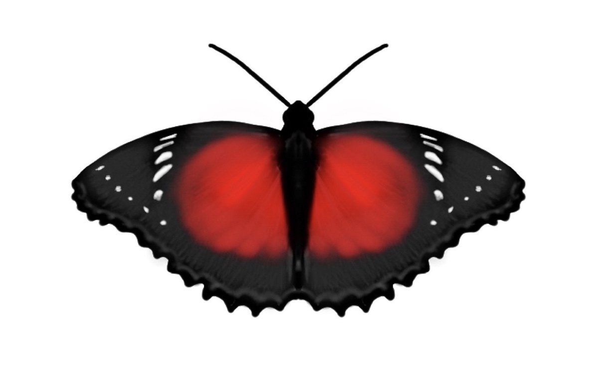 JillOsborne100's tweet photo. Exploring symmetry in butterflies #MathPhoto20 #GeometricJuly #MathArtChallenge #redlacewing #butterfly https://t.co/Vq1zDLH3mL