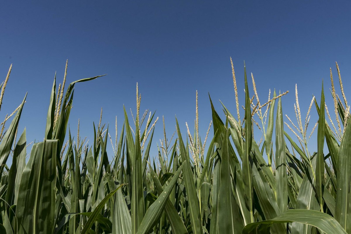 Know2Grow Alert - Fungicide on Corn
nordersupply.com/crop-protectio…