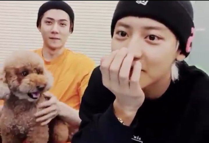 fanfanchanlia's tweet photo. เหมือนชานยอลมาไลฟ์อวดแฟน แล้วแฟนก็อวดลูกชายตัวใหม่อีกที "555 ฟีลมันได้จริงๆน่ะ"😁😁😂
#hunyeol #chanhun https://t.co/fQETi0ts6H