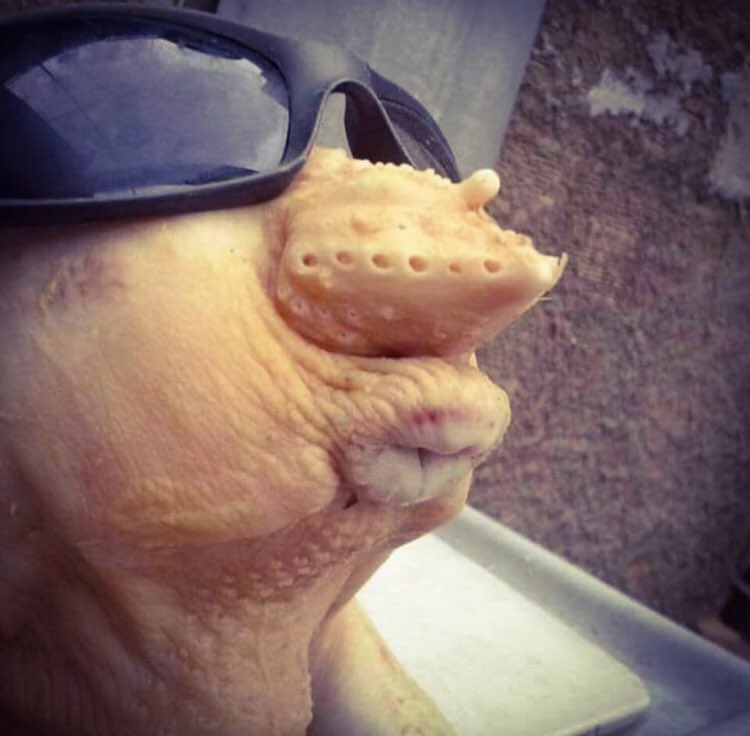 On dit #duckface mais c est clairement #culdepoule