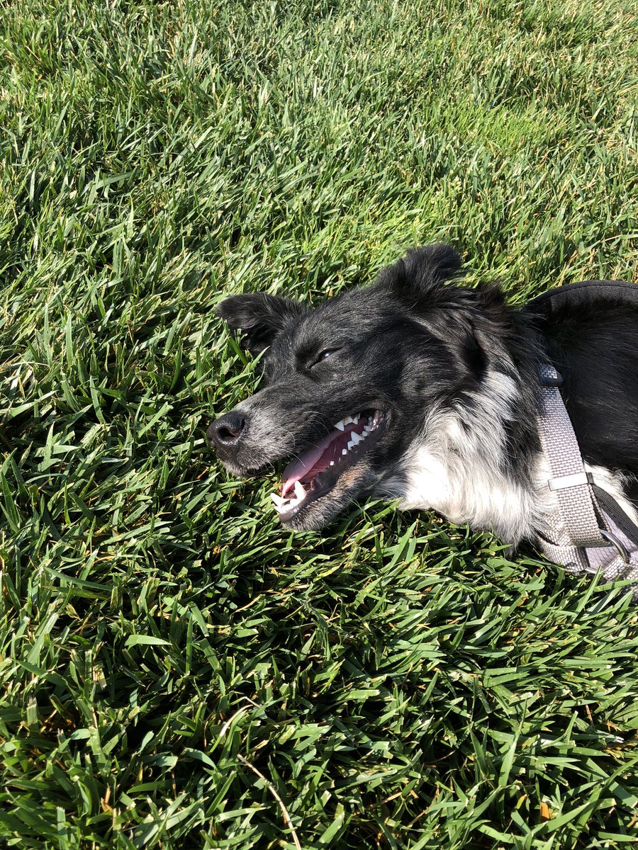claystewart58's tweet photo. Day 1 on the course after coming home from @paws4tc last night.  Likes the cart, loves people, the leash and getting her big sisters approval, however, is gonna need some work. https://t.co/6JI7vNyG5t