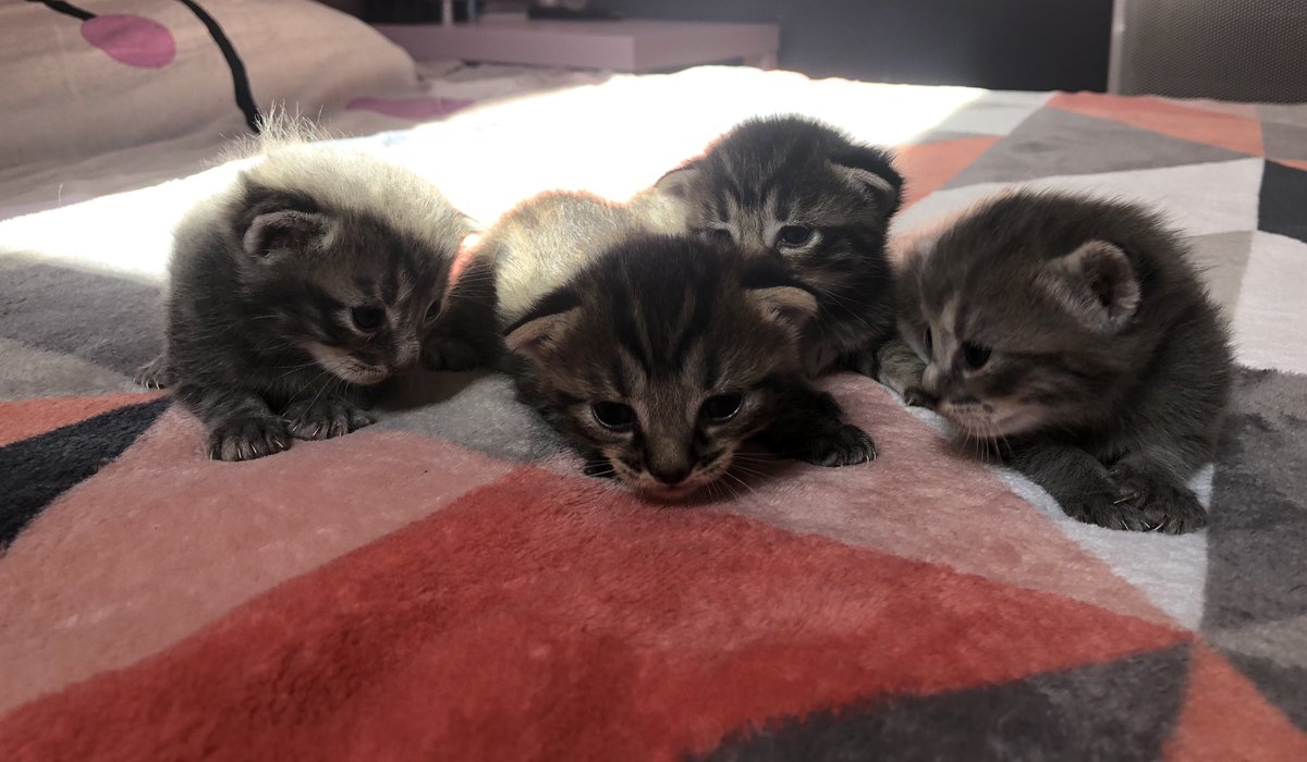 SrhCarrier_'s tweet photo. ❗️Je donne 4 petits chatons sevrés en septembre. Venez pv si vous êtes intéressé, rt apprécié 🥰 https://t.co/zQe4l4amHR