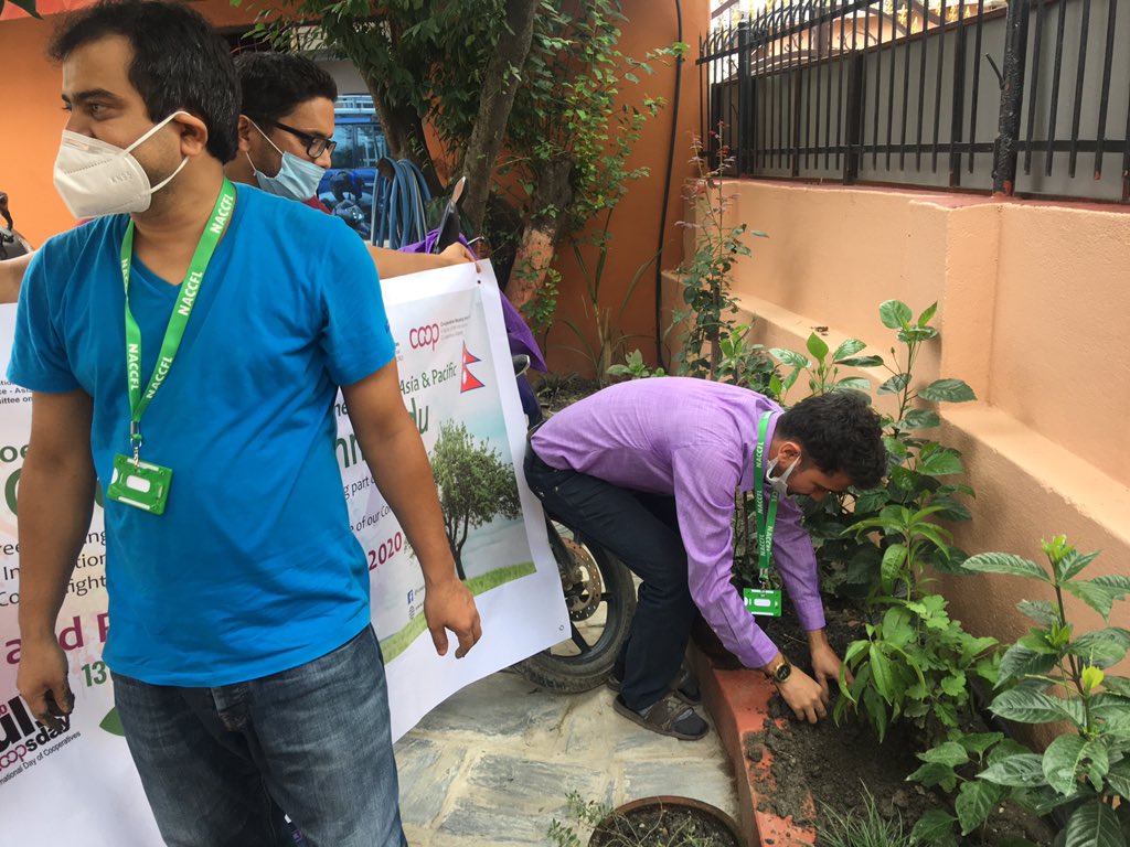 paudelabhinash's tweet photo. Planting saplings in #office
#kathmandu
#coopyouth 
#gogreen20 
#Coops4ClimateAction 
#youthcoop 
#fightclimatechange  
#CSR

@naccfl, @NACCFL1 @deewakar222 https://t.co/Uiv6oULvCQ