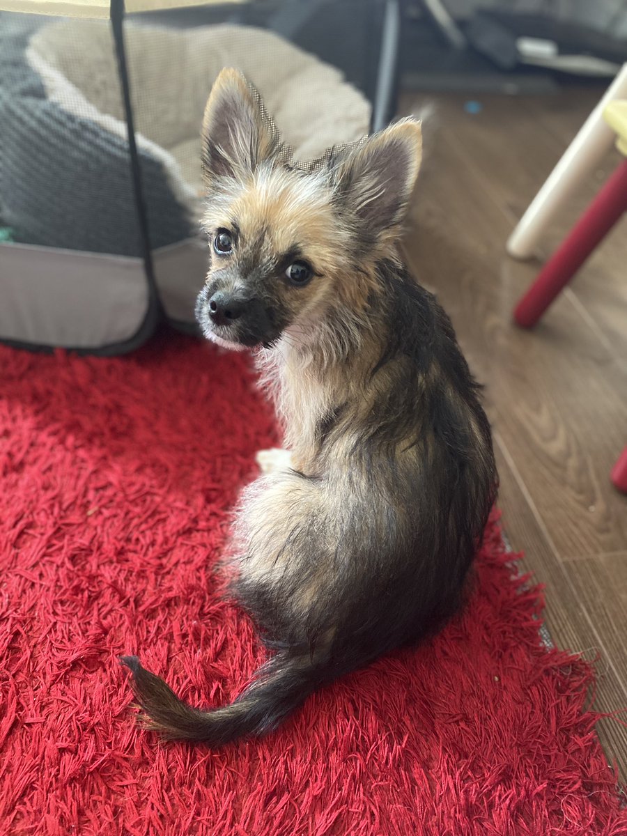 Arlo19P's tweet photo. And POSE! #puppy #puppies #dogsoftwitter #dogs #dogsofinstagram #Chihuahua #pets #animals https://t.co/RZ9bXS4FIU