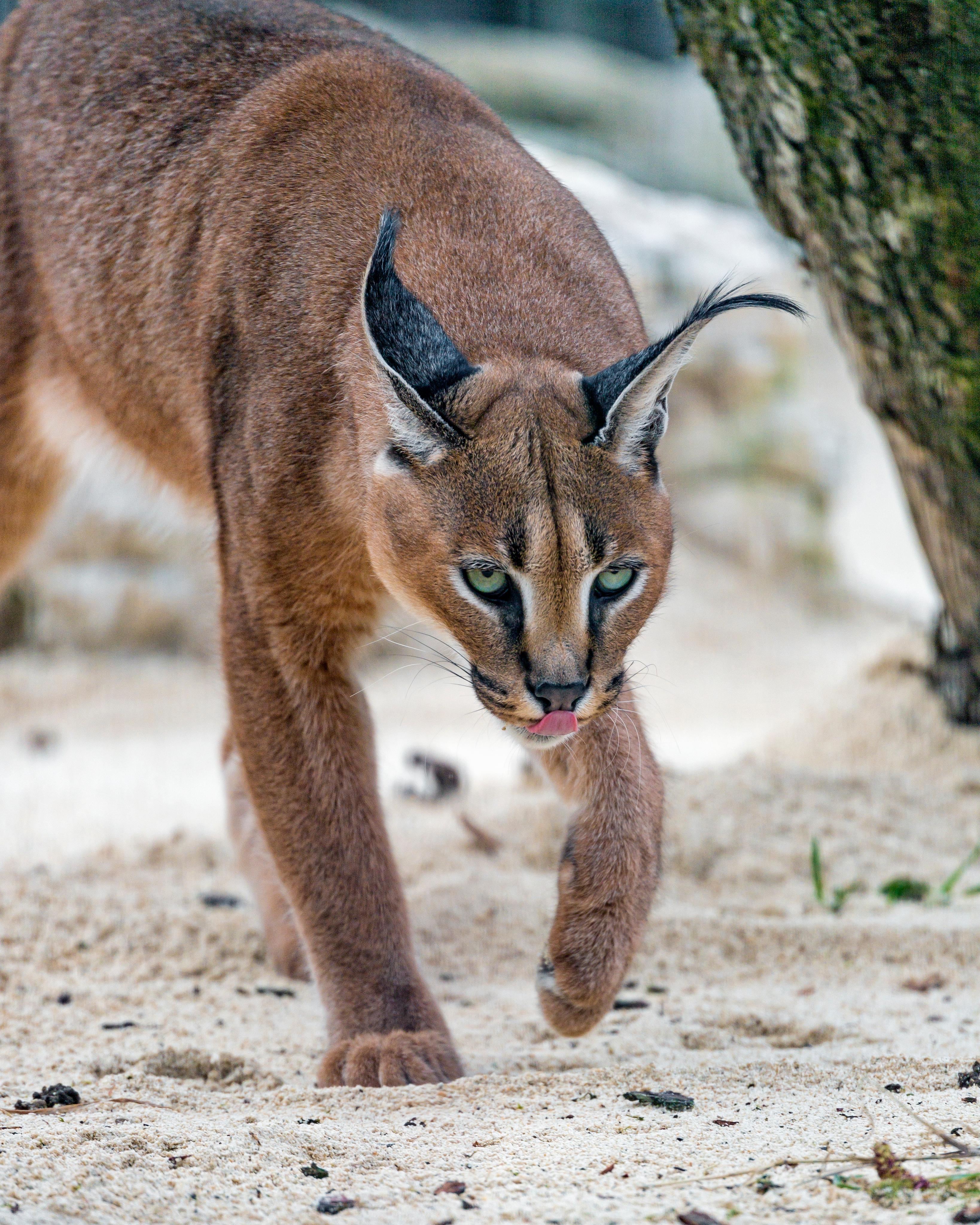 The caracal best sale