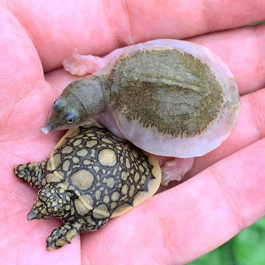 ReptileExpo_ca's tweet photo. Transparent soft shell 😍
Repost from @reptilemasterhk
#chinesesoftshellturtle #softshellturtle #reptilemorph #turtlemorphs https://t.co/eT5damo6G3 https://t.co/Ya82GWQSVn