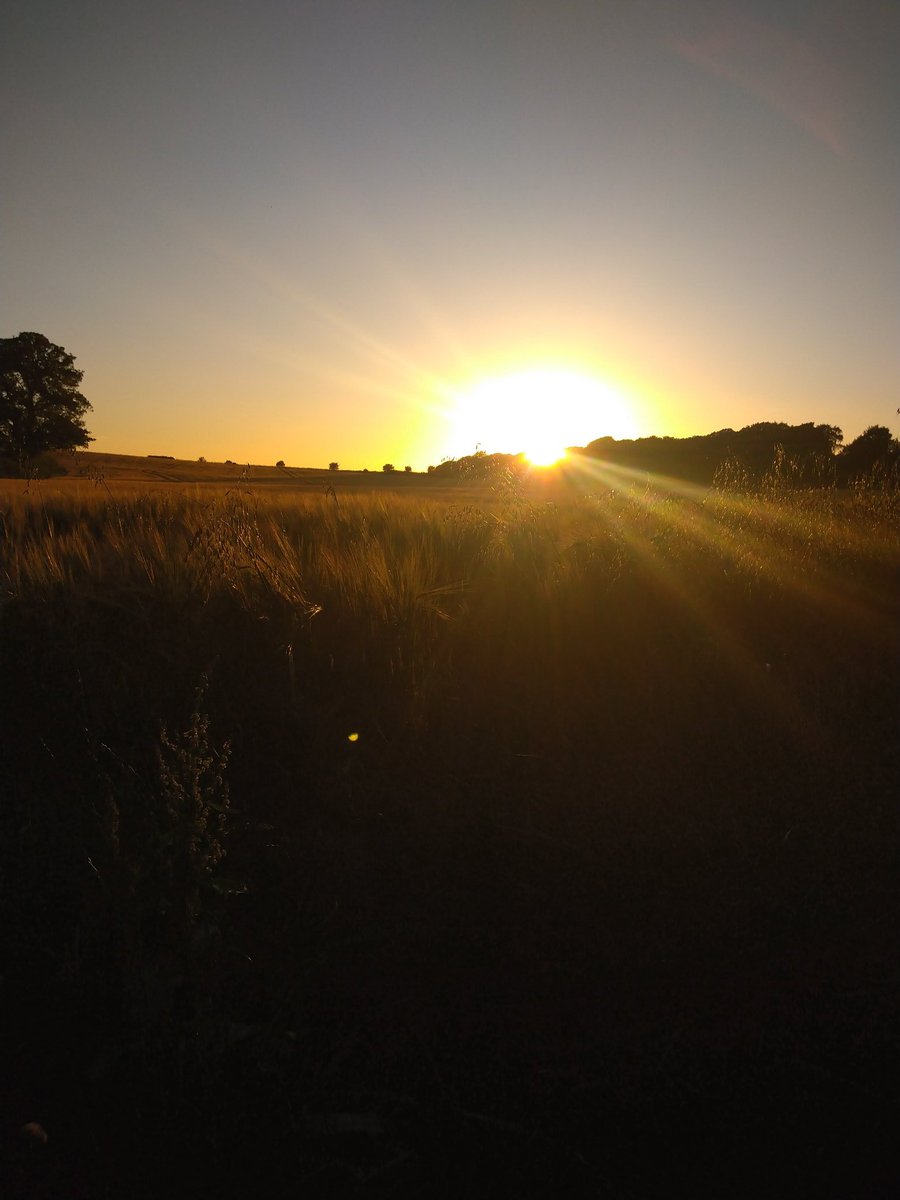 adharch89's tweet photo. #dusk #evening #sunset #dorset #countryside #kingstonlacy #whitemill @NTKingstonLacy https://t.co/D56xJ4KL6Q