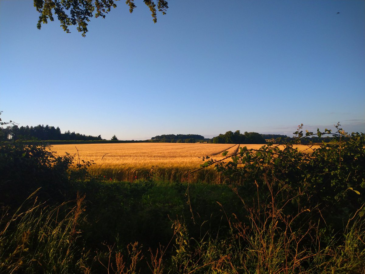 adharch89's tweet photo. #dusk #evening #sunset #dorset #countryside #kingstonlacy #whitemill @NTKingstonLacy https://t.co/D56xJ4KL6Q