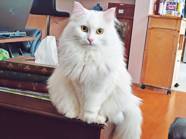 BigSexToyStore's tweet photo. We just added a newsletter to our new store! Get updates on our store, industry news, and even cat pictures! Here's Fiona, our Siberian cat. Sign up now!

https://t.co/97Xv53zfQQ

#bigsextoysdotcom #bigsextoystoredotcom #newsletter #fionasiberiancat https://t.co/14883vlho1