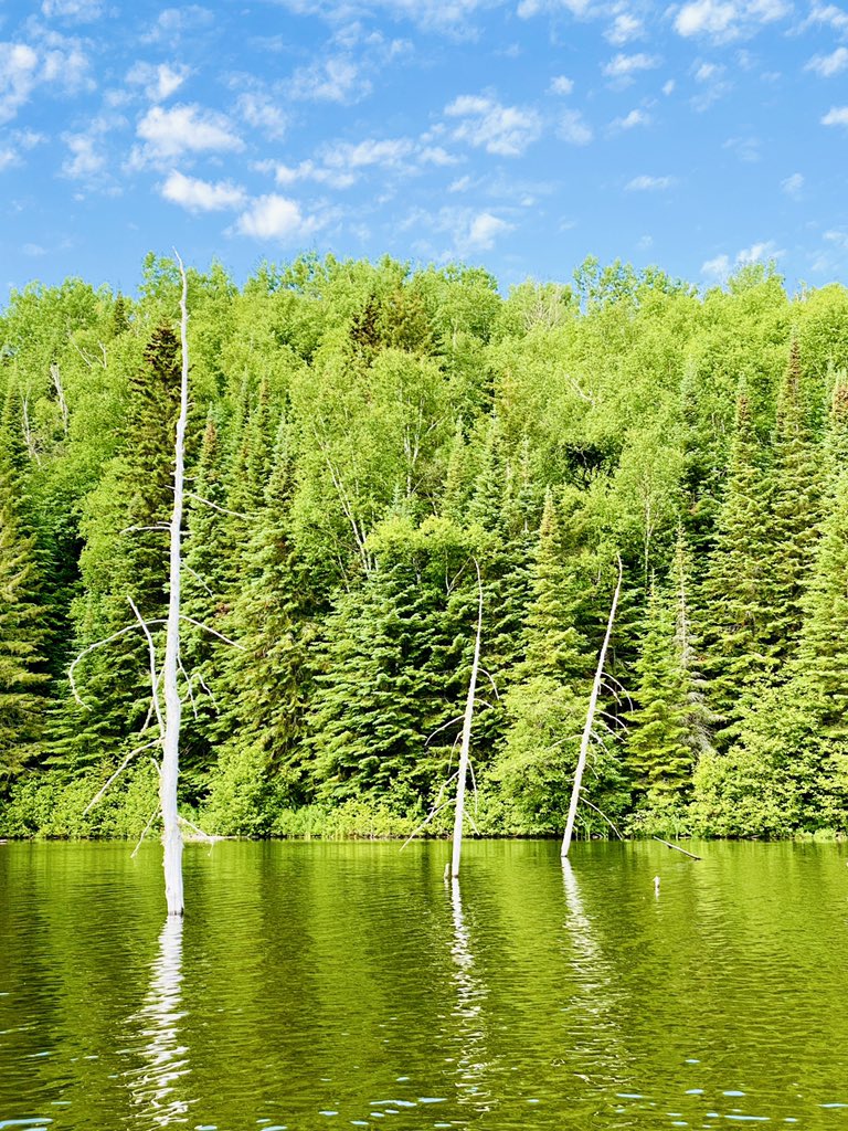 marykkeown's tweet photo. What a beautiful park. #WakamiLakePP is splendid, with #waterfront sites, exceedingly clear water and lots of spots to #explore. Many nods to its #logging past, with #SunkenLogs and a #DeadTree #cemetery. It was heavenly. #SoloCamping #KayakCamping #backcountry @OntarioParks https://t.co/Pun4KJYOSe
