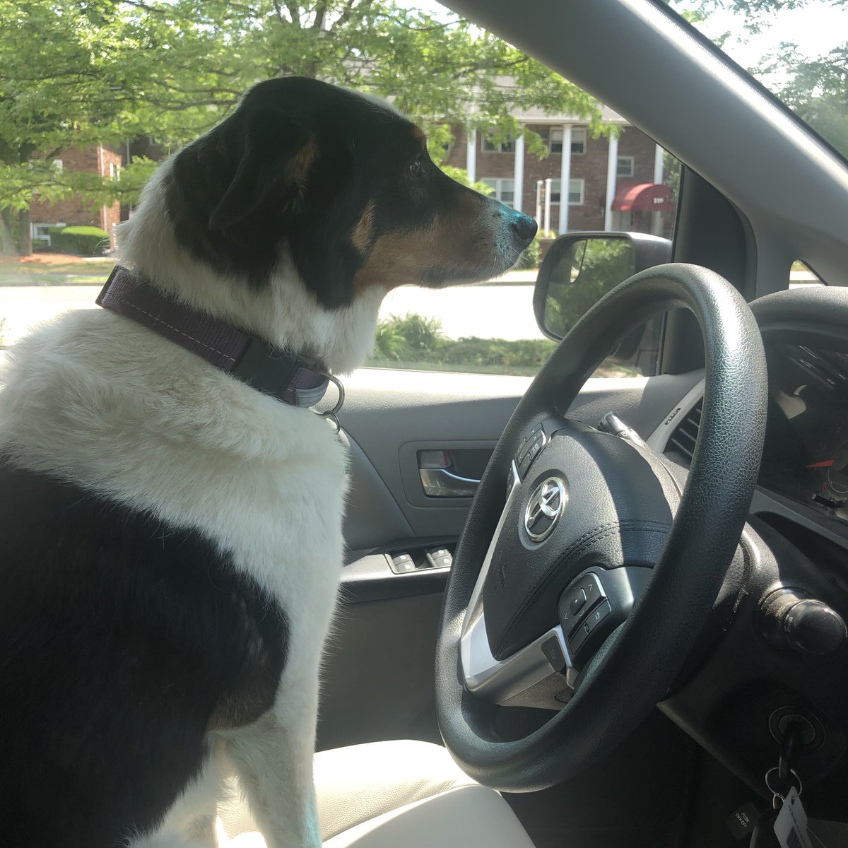 dogscanner_app's tweet photo. Would you take a ride? 🚙😏

Thanks to our user "Border Collie" for the funny picture! https://t.co/CBSSOGIqRF