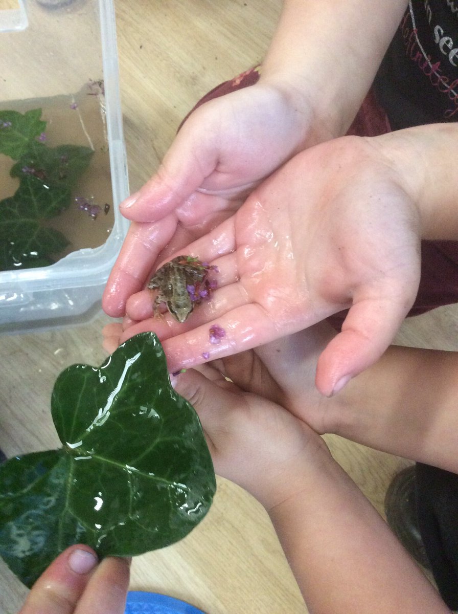 FallingsParkPri's tweet photo. Our #receptionbubble made a new friend today... a teeny weeny frog! They spent the day learning all about him and his #habitat before putting him safely back in our #woodlands area at home time! ๐๐๐ #pondlife #outdoorlearning #knowledgeandunderstanding #naturelovers https://t.co/0eh9aWaTm3