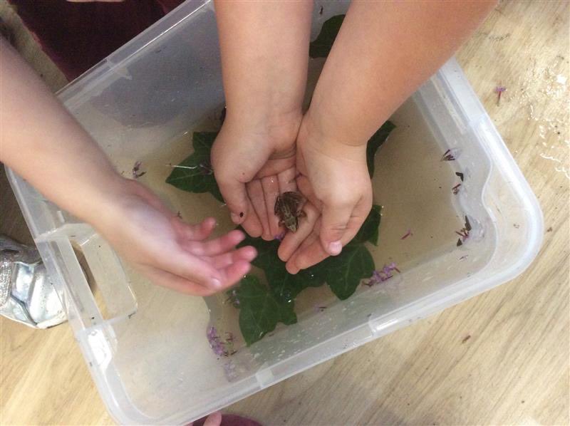 FallingsParkPri's tweet photo. Our #receptionbubble made a new friend today... a teeny weeny frog! They spent the day learning all about him and his #habitat before putting him safely back in our #woodlands area at home time! ๐๐๐ #pondlife #outdoorlearning #knowledgeandunderstanding #naturelovers https://t.co/0eh9aWaTm3