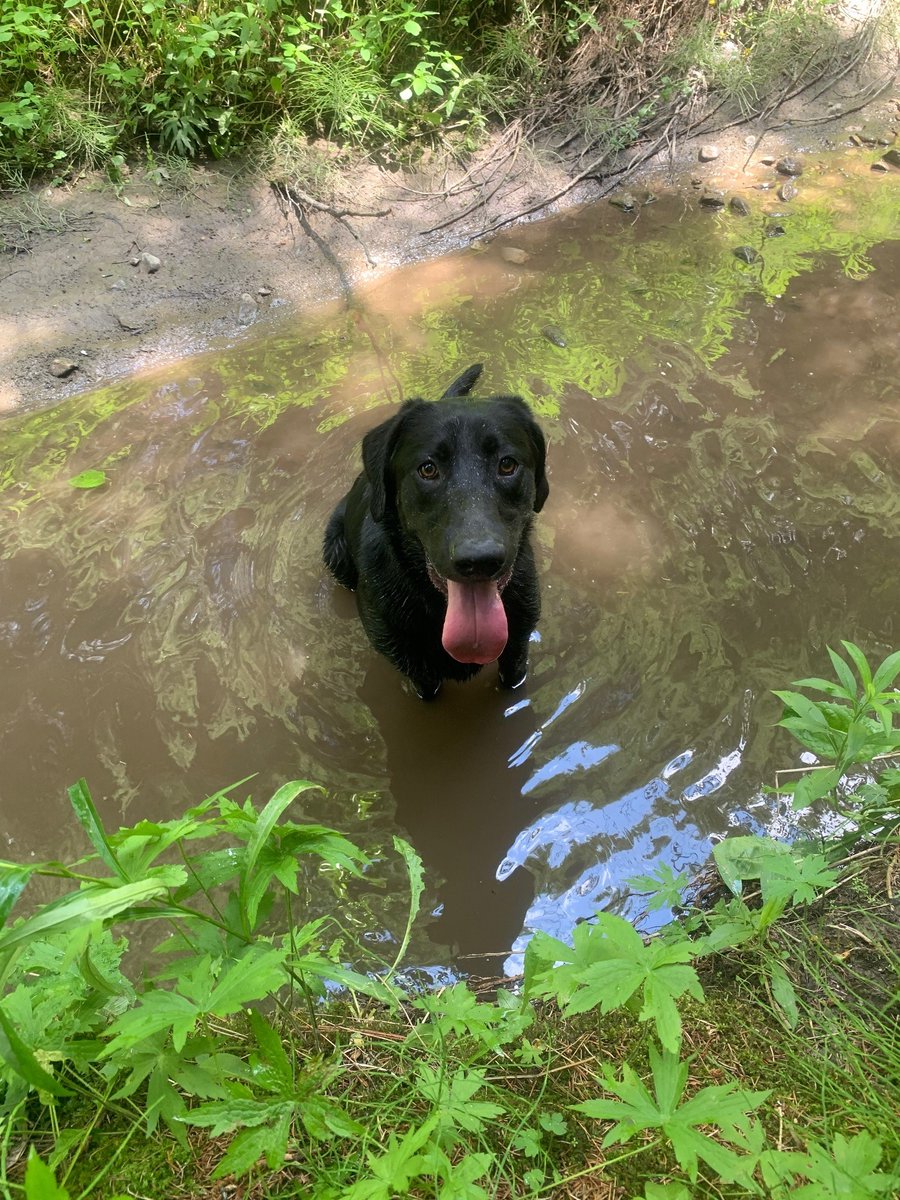 DUContario's tweet photo. RUBY TUESDAYS: Ruby is back on the road again! She's inspecting wetland projects with Dave and she found a cool stream to relax in ☀️ #rubytuesdays #dogsatwork #retriever #rubyroad #hotdog https://t.co/5yYWNa7L2E