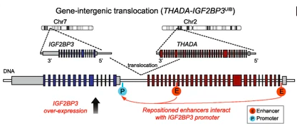 GenomeBiology's tweet image. Yun, Park, Park and co look at gene fusions in 268 tumors. Some fusions do not produce chimeric mRNAs but cause upregulation of driver genes by modifying regulatory regions. Gene-intergenic fusions are common, which explains missing intragenic breakpoints genomebiology.biomedcentral.com/articles/10.11…