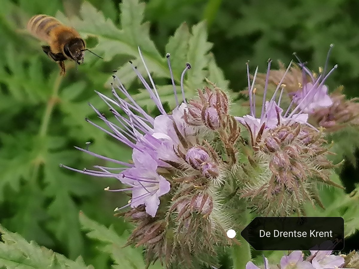 wapserveencomm's tweet photo. De basis #ecologisch gedachtengoed in uitvoering🙏 #Simpel #facelia #Bijen #honing #insecten #pollinators #hommels #vlinders vogels eten #insecten De zgn. agressieve uitgehongerde Buizerd eet #vogeltjes Iedereen blij. Dan kan nu dat onozele bord weg. https://t.co/1Z0GhQfvWi