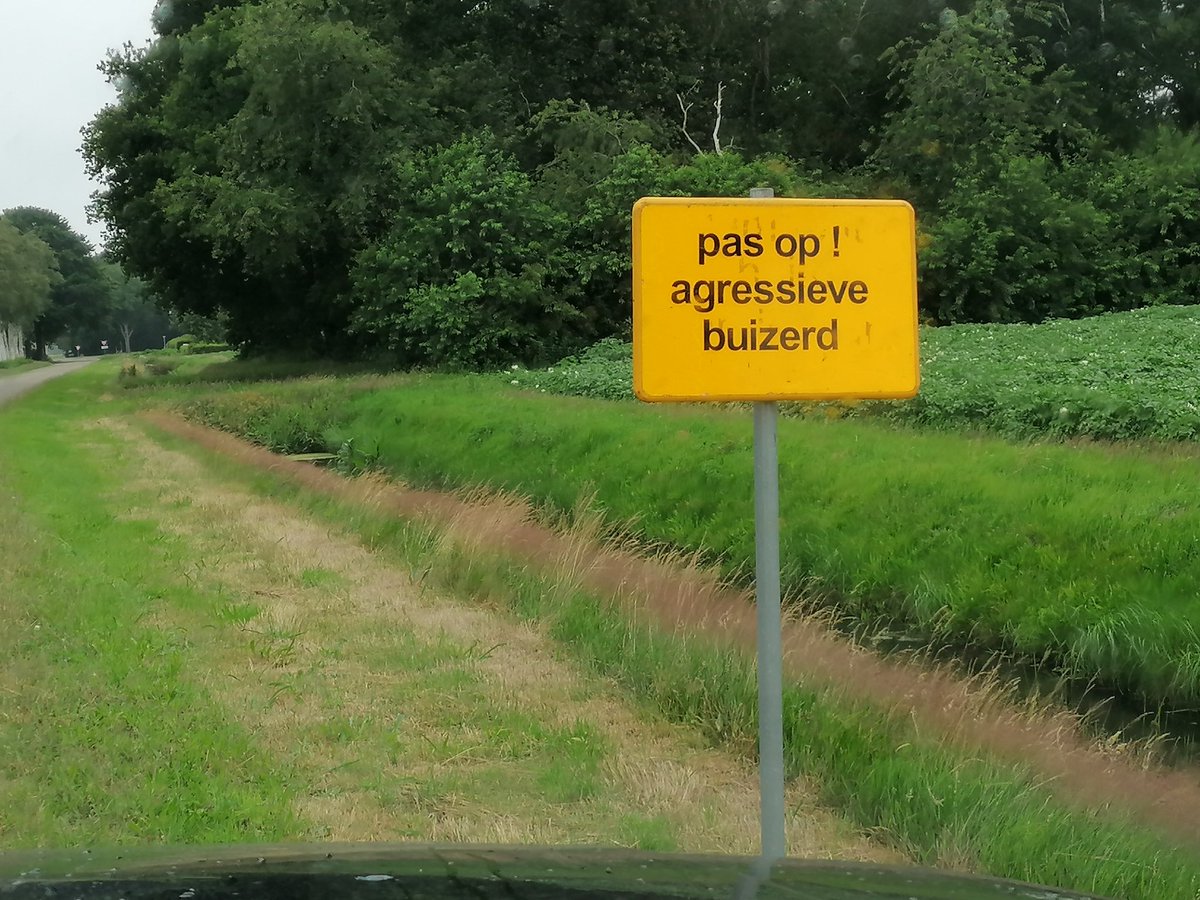 wapserveencomm's tweet photo. De basis #ecologisch gedachtengoed in uitvoering🙏 #Simpel #facelia #Bijen #honing #insecten #pollinators #hommels #vlinders vogels eten #insecten De zgn. agressieve uitgehongerde Buizerd eet #vogeltjes Iedereen blij. Dan kan nu dat onozele bord weg. https://t.co/1Z0GhQfvWi