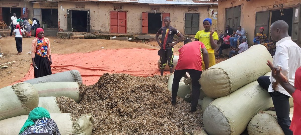 MakCoNAS's tweet photo. #NutriFish #CultiAF Communication team visiting the Kikondo & Kiyindi landing sites and held discussions with leaders at the sites on how best improve information flow and sharing @nafirri @NutrealLimited @IDRC_ESARO @Jefitre1 https://t.co/Bj2TYalewX