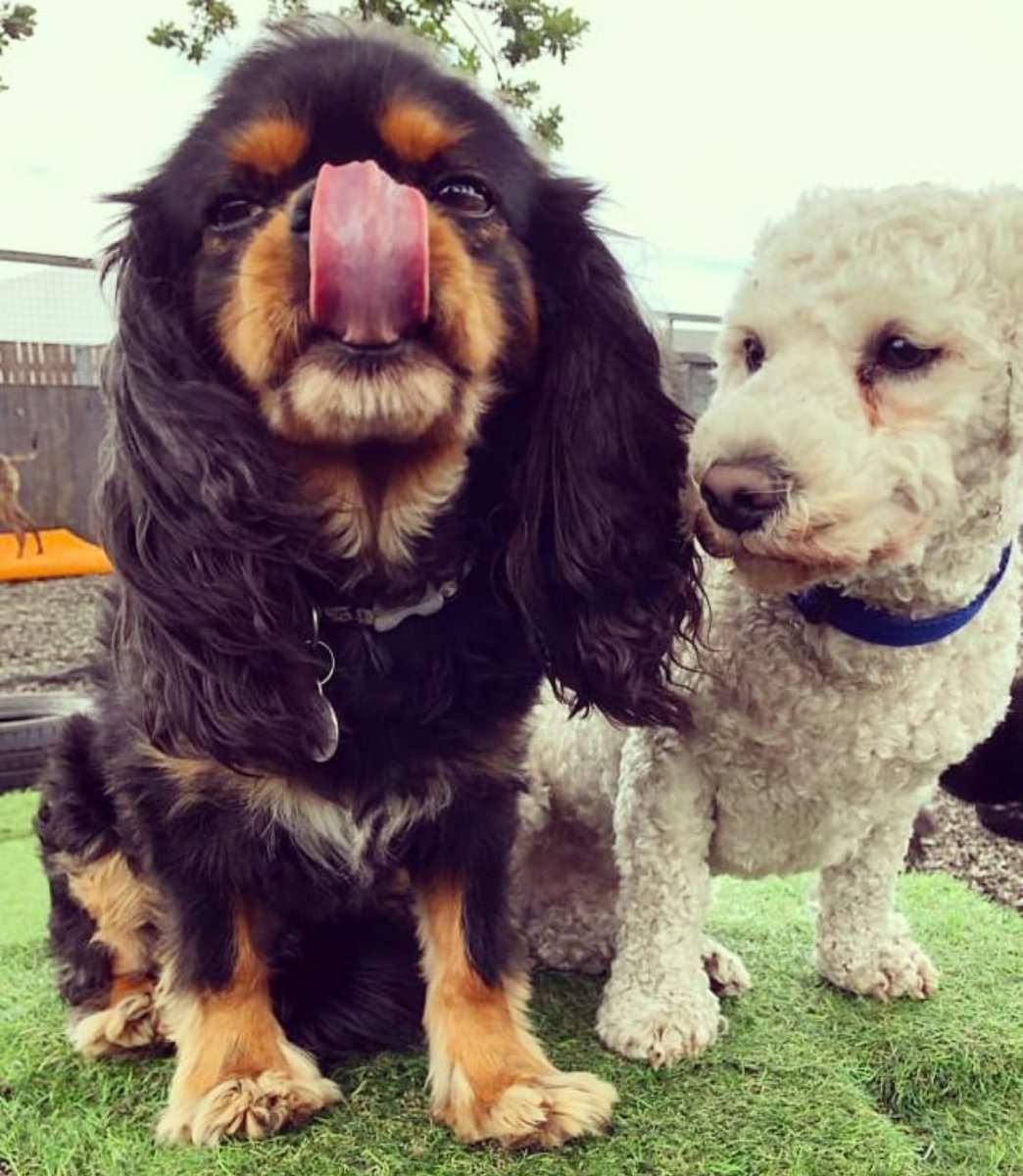 RosieDogDaycare's tweet photo. Happy #tongueouttuesday👅🐶
#rosiesplace #dogdaycare #dogwalking #petservices #gosforth #tonguesout👅 #tot #TongueOutTuesday #Tuesday #dogsoftwitter #tuesdaydogs #gsd #cockapoo #colliexpomeranian #frenchbulldog #cavy #lurcher #allbreeds #welovedogs #allyouneedisloveandadog https://t.co/H75fn3rZRR
