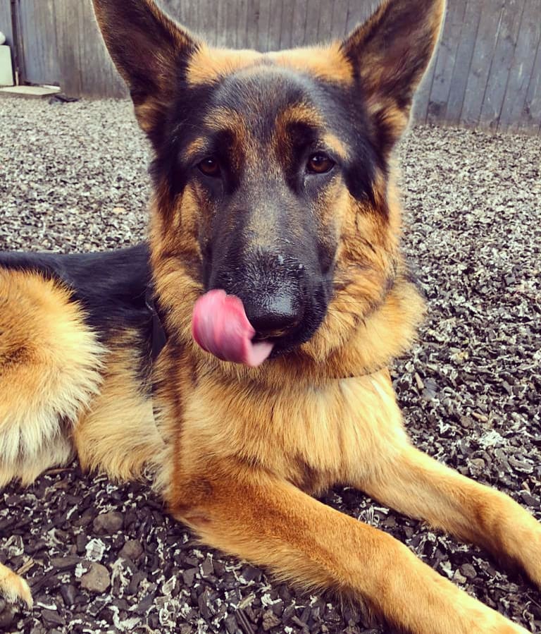 RosieDogDaycare's tweet photo. Happy #tongueouttuesday👅🐶
#rosiesplace #dogdaycare #dogwalking #petservices #gosforth #tonguesout👅 #tot #TongueOutTuesday #Tuesday #dogsoftwitter #tuesdaydogs #gsd #cockapoo #colliexpomeranian #frenchbulldog #cavy #lurcher #allbreeds #welovedogs #allyouneedisloveandadog https://t.co/H75fn3rZRR