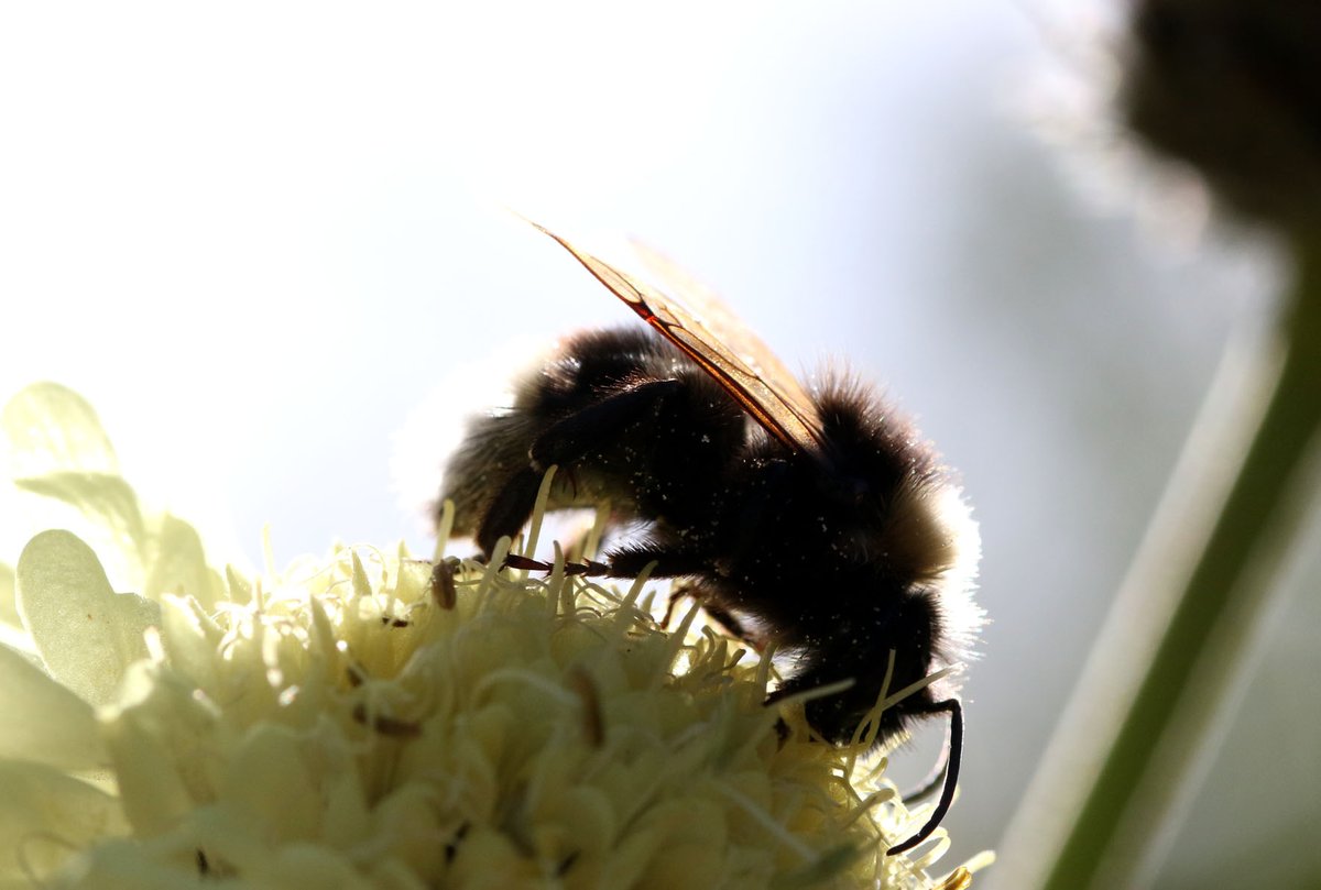BuzzbeeNature's tweet photo. The Nature garden is humming the song of the bees #bees #bumble #bumblebee #bee #honey #honeybee #busybee #nature #insects #naturegarden #naturegroup #photography #education #beesafe #learning #skills #children #hobby https://t.co/diOpWsShkn