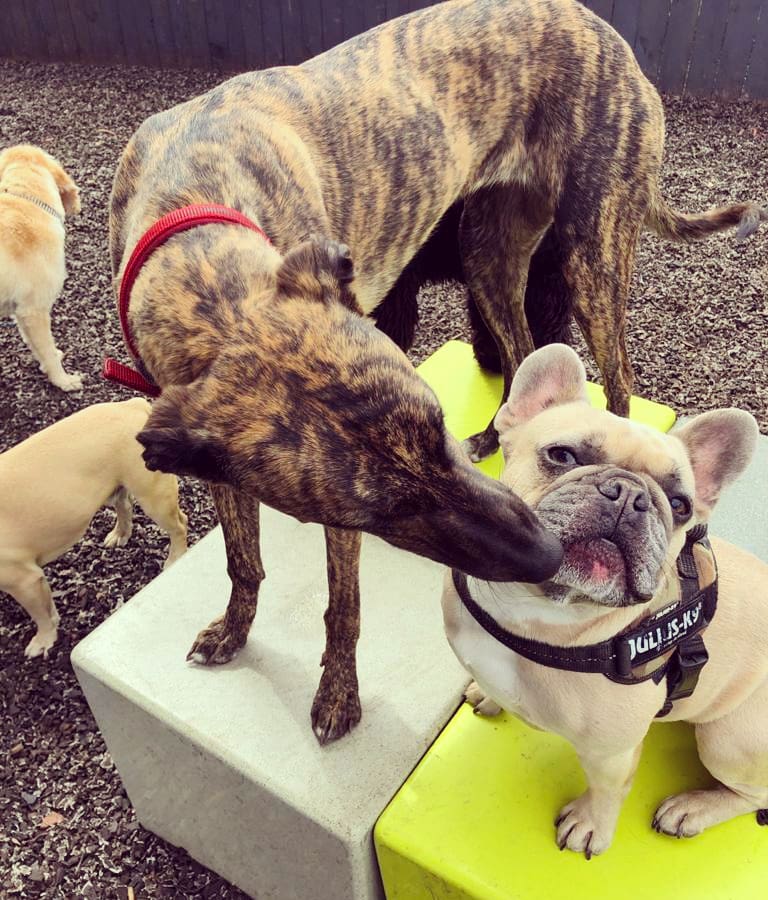 RosieDogDaycare's tweet photo. Happy #tongueouttuesday👅🐶
#rosiesplace #dogdaycare #dogwalking #petservices #gosforth #tonguesout👅 #tot #TongueOutTuesday #Tuesday #dogsoftwitter #tuesdaydogs #gsd #cockapoo #colliexpomeranian #frenchbulldog #cavy #lurcher #allbreeds #welovedogs #allyouneedisloveandadog https://t.co/H75fn3rZRR