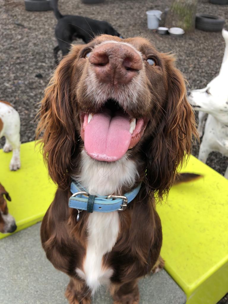 RosieDogDaycare's tweet photo. Happy #tongueouttuesday👅🐶
#rosiesplace #dogdaycare #dogwalking #petservices #gosforth #tonguesout👅 #tot #TongueOutTuesday #Tuesday #dogsoftwitter #tuesdaydogs #gsd #cockapoo #colliexpomeranian #frenchbulldog #cavy #lurcher #allbreeds #welovedogs #allyouneedisloveandadog https://t.co/H75fn3rZRR