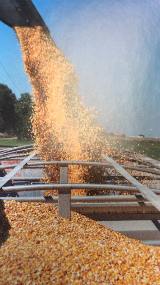 There are several types of corn. The most common types are field, sweet &amp; popcorn. Popcorn is the official snack food of Illinois &amp; is 3rd in nation in popcorn production. 
#corn #agriculture #agintheclass #agintheclassroom