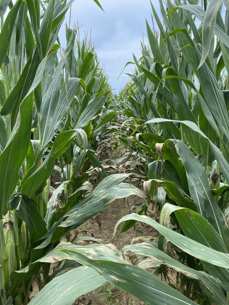 ppp_trey's tweet photo. MRRS OHT.  Choosing a NCLB-resistant hybrid will save the cost of one or two fungicide applications in a year like this. https://t.co/bkfFprd2uV