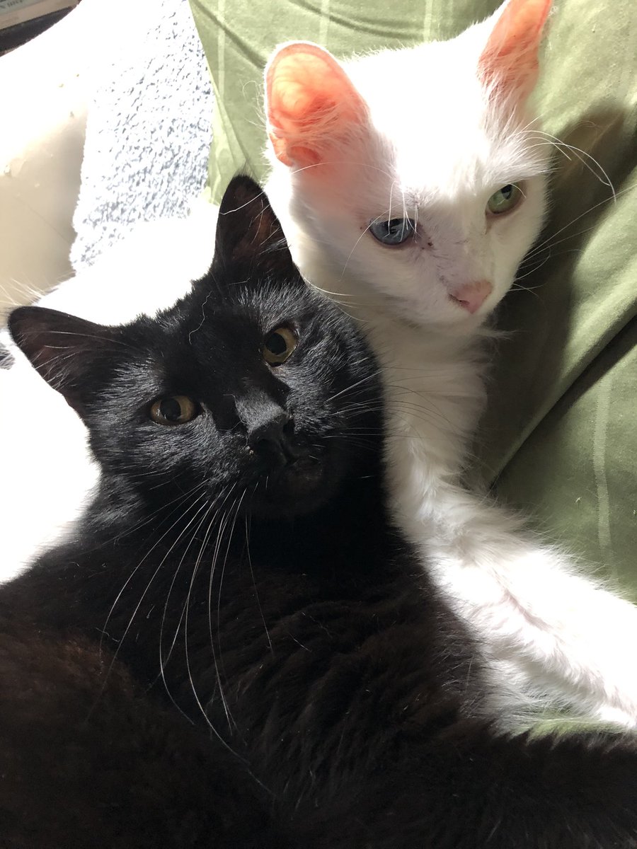 dtuckerhsd's tweet photo. @azazellothecat Rita & Baby Bem: You is Lucky kitteh! Spirit fly to see us we make special fish-shrimp cakes for you! Today is our #GotchaDayWeek Day#5 and Mum forgot yesterday! ๐พ๐พ๐พ
@miaulau Coco how about another ๐ถ๐ต๐ค https://t.co/eayTkOxGBm