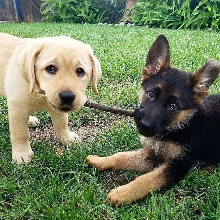 everyday_army's tweet photo. Branch Manager and Assistant Branch Manager 😂 https://t.co/ZUFZVtRpwJ