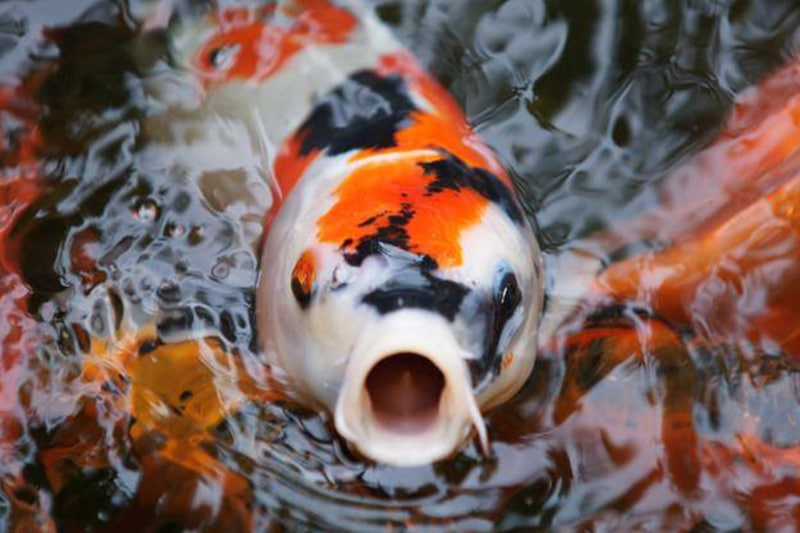 artoftheyard's tweet photo. Benefits of professional Koi pond installation
https://t.co/UxD5JhEC9C https://t.co/V5Yx7AkViQ