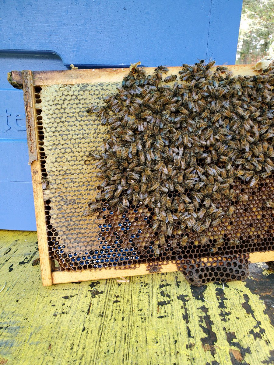 BuddieGrad's tweet photo. Beekeeping! A colleagues side gig, her hubby and her have their house fenced with crates of over 5million bees! ..and she wanna know why I have not visited 😂🤷🏾‍♂️ https://t.co/pfHNUqg1mi