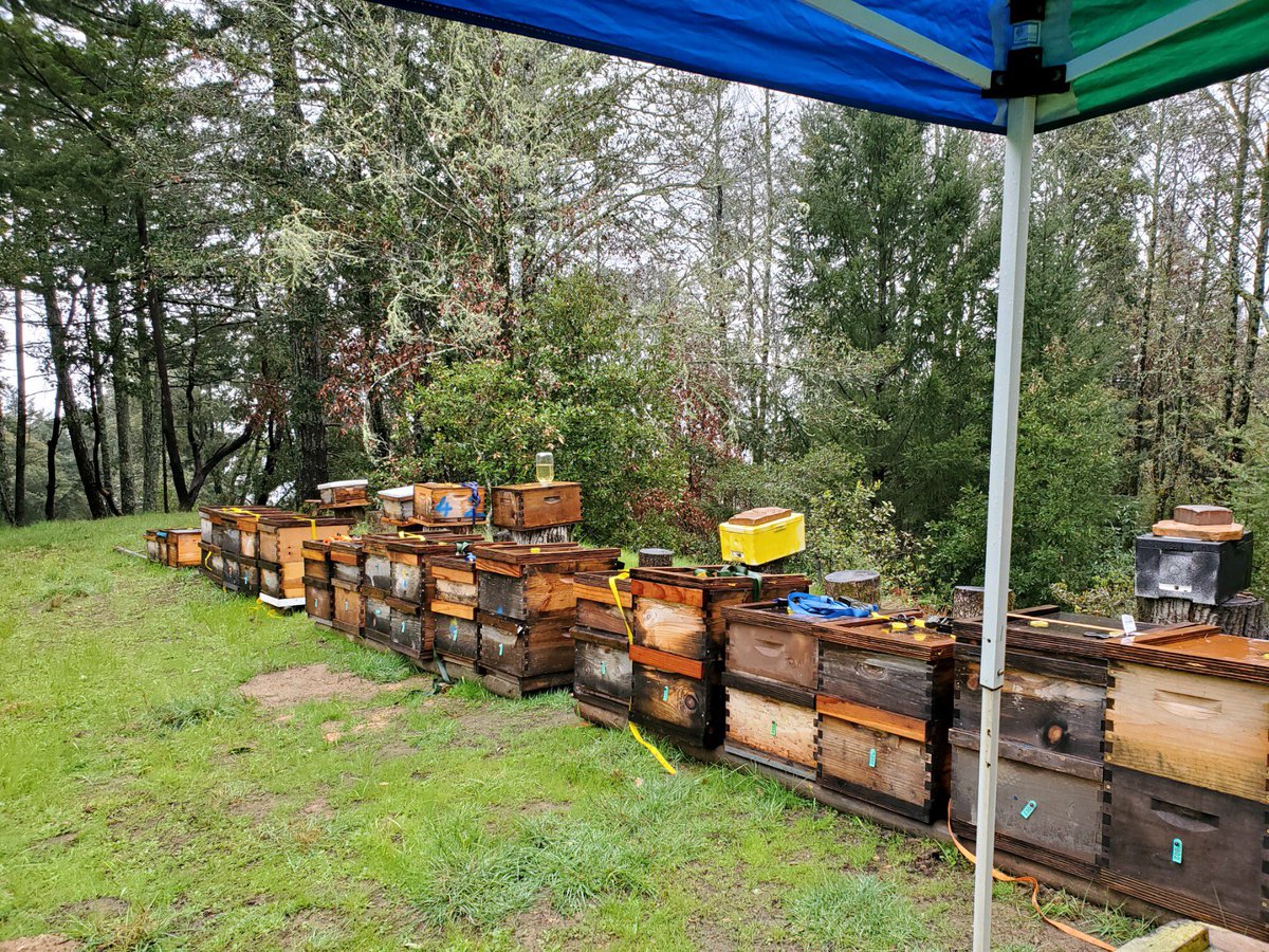 BuddieGrad's tweet photo. Beekeeping! A colleagues side gig, her hubby and her have their house fenced with crates of over 5million bees! ..and she wanna know why I have not visited 😂🤷🏾‍♂️ https://t.co/pfHNUqg1mi