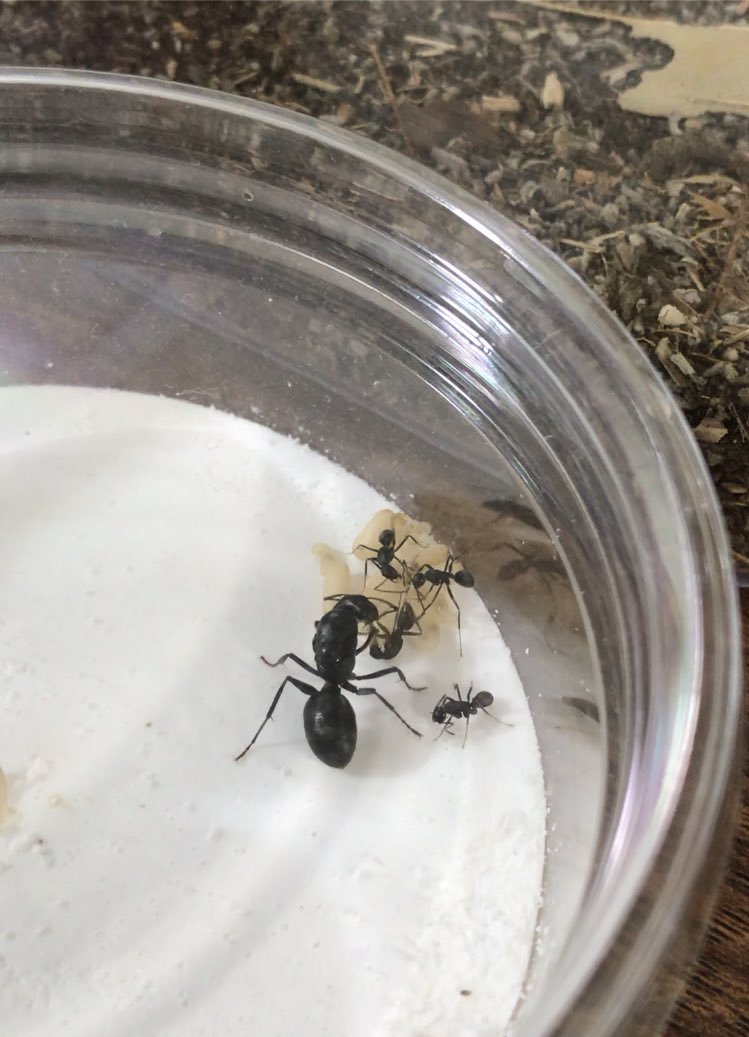 Keiki Fukui 福井敬貴 クロオオアリの羽化をたまたま観察できた 繭から出るのも脱皮自体も女王や兄弟がずっと介助していて 想像以上に要介護な扱い 脱ぎ終わってから暫く転がってヨタヨタしていたけど 半強制的に餌を与えられた途端に快調に歩き始め