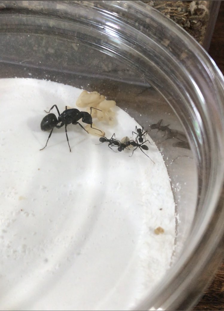 Keiki Fukui 福井敬貴 クロオオアリの羽化をたまたま観察できた 繭から出るのも脱皮自体も女王や兄弟がずっと介助していて 想像以上に要介護な扱い 脱ぎ終わってから暫く転がってヨタヨタしていたけど 半強制的に餌を与えられた途端に快調に歩き始め