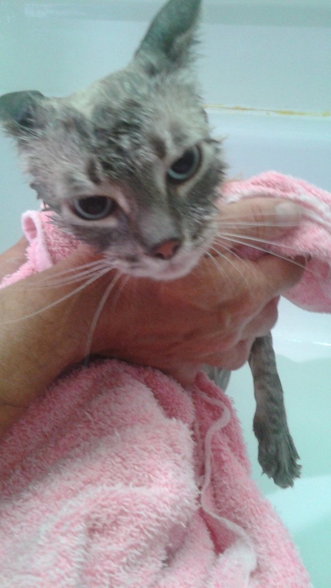 mandynopantses's tweet photo. Mister Spritzy had a pootastrophy this morning. Crisis averted, but he was not happy about any of it! #misterspritzy #characterkitty #sassy #mandymaenmisterspritsy https://t.co/HOA4kUMhLx
