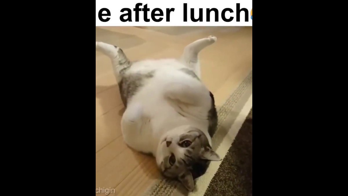 MeowMoeDotCom's tweet photo. Cute #Kitties #Compilation XD #2016
#Cats #Cat #Kittens #Kitten #Kitty #Pets #Pet #Meow #Moe #CuteCats #CuteCat #CuteKittens #CuteKitten #MeowMoe #Cat #CatAttck #CatBrainFreeze #CatFunnyVideo #CuteCat #CuteCatsVideos
https://t.co/v9QZRuX0q4 https://t.co/UWehfeMl70