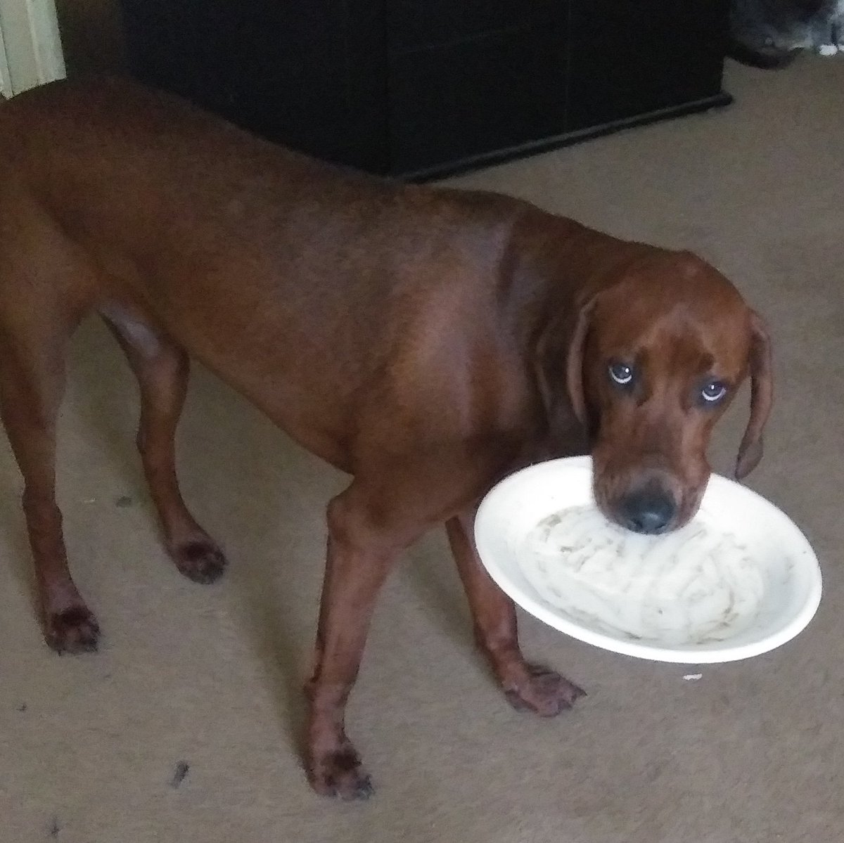EmeraldYearwood's tweet photo. This dog I swear 😑 I think he likes me chasing him... #badboy #hegetsintoeverything #redbonecoonhound #redbone #Coonhound #coonhoundsofinstagram https://t.co/rTCQjiJQl2 https://t.co/dRhOkXMY6M