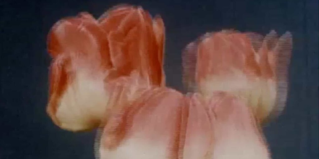 cinefile's tweet image. Starting today, a feature and a short available through “Chicago Cinema Exchange: Mexico City": bit.ly/3fcWAW4

Read our coverage of Otilia Portillo Padua’s BIRDERS and Jose Luis Benavides’ LULU EN EL JARDÍN here: bit.ly/2YYpUd2