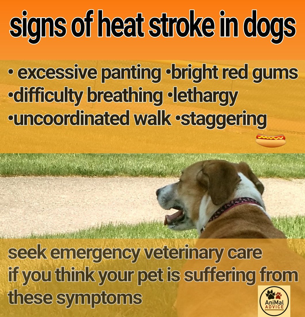 Animal Advice tweet media