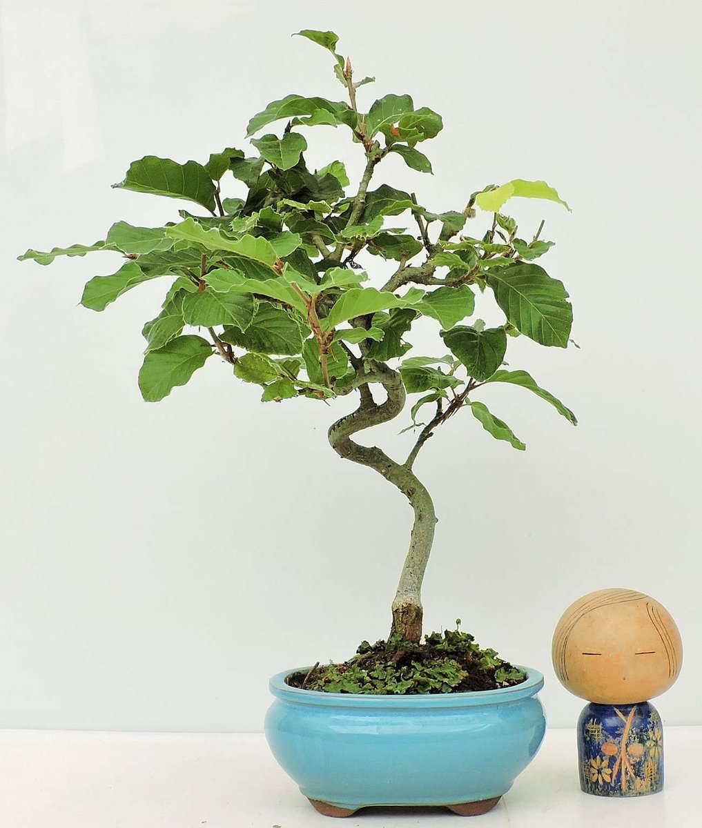 BonsaiShiawase's tweet image. DOS Bonsais Fagus Sylvatica (HAYA COMÚN) disponible por 49€. ver en Bonsai SHIAWASE: floristeriamerchi.es/es/caducos #Fagus #haya #sylvatica #bonsai #ventabonsais #bonsaisonline #bonsaishiawase