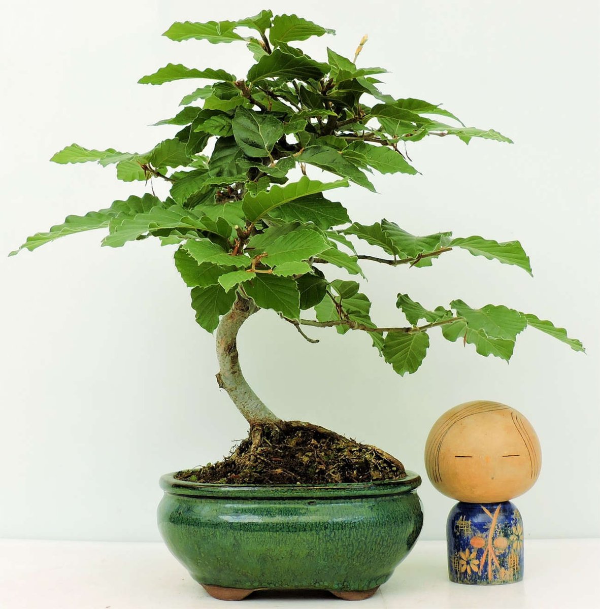 BonsaiShiawase's tweet image. DOS Bonsais Fagus Sylvatica (HAYA COMÚN) disponible por 49€. ver en Bonsai SHIAWASE: floristeriamerchi.es/es/caducos #Fagus #haya #sylvatica #bonsai #ventabonsais #bonsaisonline #bonsaishiawase