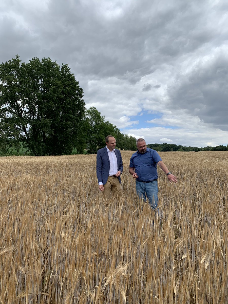 Drei Jahre Dürre in Folge: Die #Landwirtschaft in #Sachsen passt sich an eine neue Normalität an. U. a. mit anderen Sorten, Wasserrückhalt in der Fläche, Zwischenfruchtanbau und mehr regionaler Verarbeitung kann die Landwirtschaft das gut schaffen. medienservice.sachsen.de/medien/news/23…