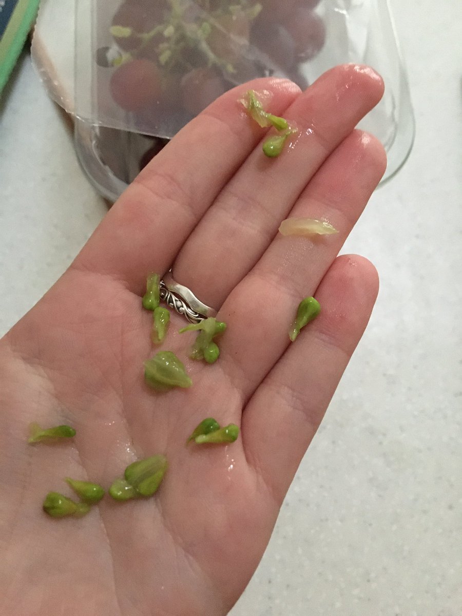 emmajg121's tweet photo. @sainsburys sadly our grapes weren’t the seedless grapes we thought we’d brought! https://t.co/3foO56G9JY