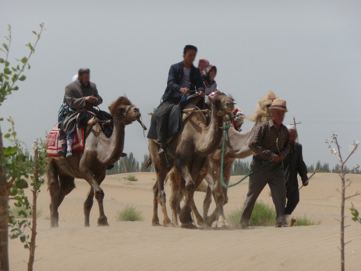 The distance from the market to the main shrine was about 1 kilometer. One option was to take camels. This was prob. more for entertainment than anything else. Camels are used widely in the region for transportation, but normally for pulling carts, not riding.