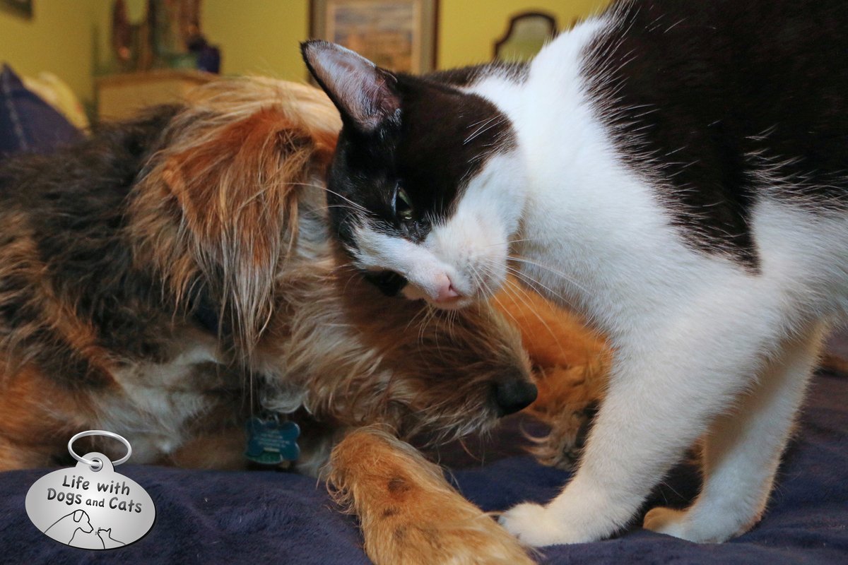 WithDogsAndCats's tweet photo. One last picture of Tucker and Calvin. Because cats are awesome. So thrilled to be part of the Chicken Soup family in celebration of the felines who fill our lives with love and joy—no matter the species. Thank you to @amynewmark and @ChickenSoupSoul #CSSTheMagicofCats https://t.co/q5mzxJ6ksy