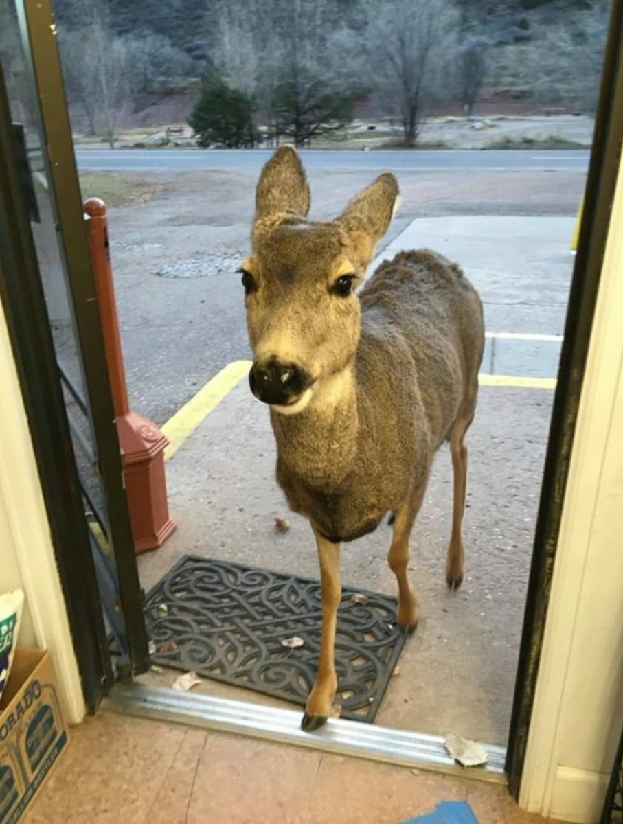 ipskabra's tweet photo. An Adorable Story!😍

A #Deer visited a store in #Colorado.😎.Humble store owner offered him chocolate chip cookies.😅 The deer left the store &amp; soon returned with his family members. 😍

Indeed, Love is the universal language spoken &amp; understood by all:@paulocoelho,#TheAlchemist https://t.co/PEdfKltudN