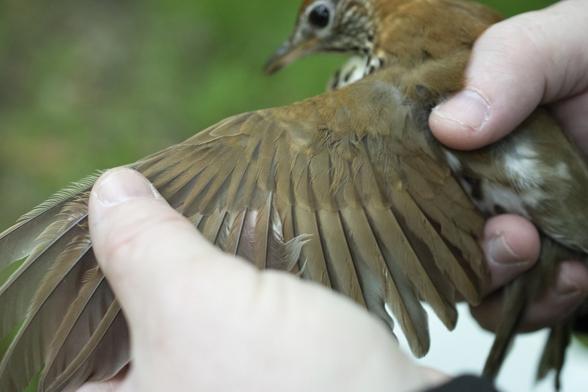 USGS's tweet photo. USGS celebrates 100-year anniversary of #Bird Banding Laboratory and a century of advancing avian #conservation science https://t.co/EPHIZVWJQv #science #environment #habitat https://t.co/GbCuwZqoom